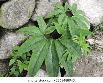 A beautiful capture of plant called Sauromatum venosum with leaves on round stem grew near stones in Himachal Pradesh, India. it is also called Voodoo Lily plant.