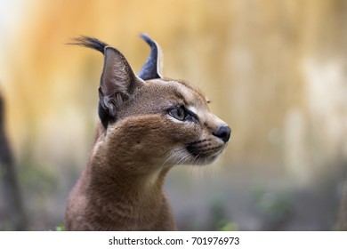 Beautiful Caracal Cat 