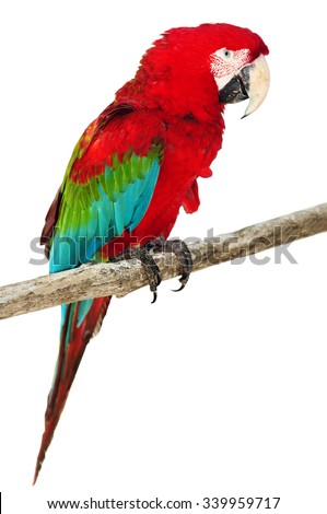 Beautiful Caribbean macaw Isolated on white background