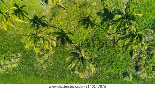Beautiful Caribbean road with palm trees along the\
coast of Venezuela, aerial\
view.