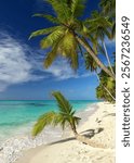 beautiful caribbean white sand beach with palm trees, blue sky and turquoise water                              