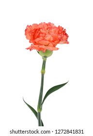 15,563 Orange carnation Images, Stock Photos & Vectors | Shutterstock