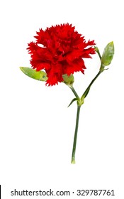 12,185 Carnations Top View Images, Stock Photos & Vectors | Shutterstock