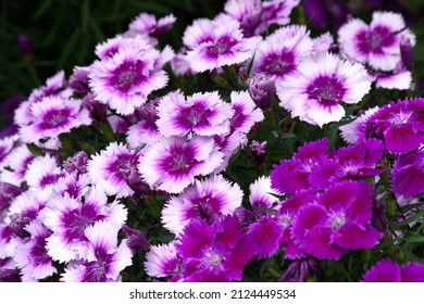 Beautiful Carnation Purple Flowers. Colorful Flowers For Background And Wallpaper