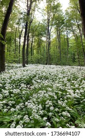 A Beautiful Carpet Of Wild Garlic White Flowers Covering Riis Skov Forest.