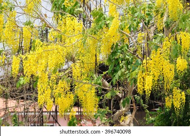 Beautiful Of Cassia Tree, THAILAND National Tree