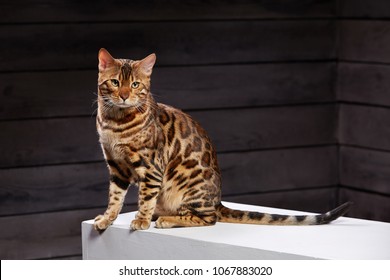 beautiful cat of Bengali breed. Young domestic cat. Exhibition animal. Cat or cat spotty color.