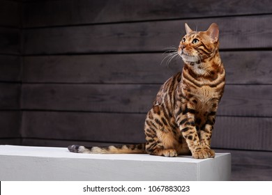 beautiful cat of Bengali breed. Young domestic cat. Exhibition animal. Cat or cat spotty color.