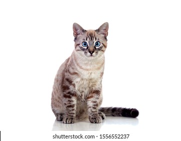 Blue Eyes Cat Images Stock Photos Vectors Shutterstock