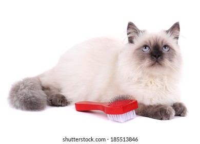 Beautiful Cat With Brush Isolated On White