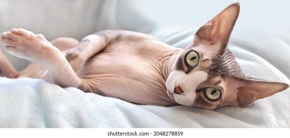 A beautiful cat of the Canadian Sphinx breed is lying on a blue blanket with a surprised expression on his face. Soft focus.Close-up. - Powered by Shutterstock