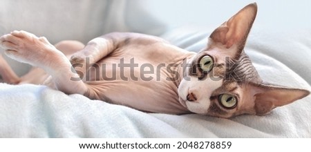 A beautiful cat of the Canadian Sphinx breed is lying on a blue blanket with a surprised expression on his face. Soft focus.Close-up.