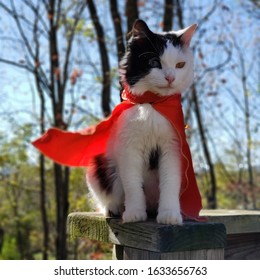 Beautiful Cat With A Cape