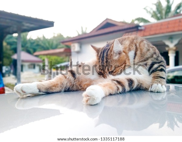 Beautiful cat cleaning himself and his\
own penis on the roof of car, with blur\
background