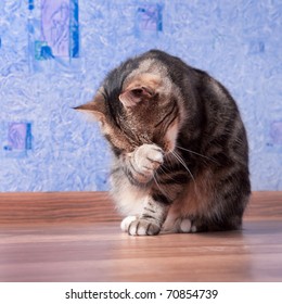 4,790 Shy cat Images, Stock Photos & Vectors | Shutterstock