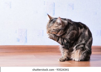 13,293 Cat cleaning Images, Stock Photos & Vectors | Shutterstock