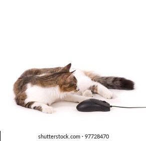 Beautiful cat with computer mouse on white background