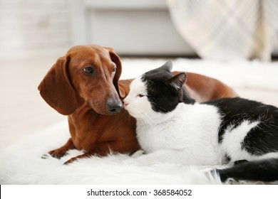 Beautiful Cat And Dachshund Dog On Rug, Indoor