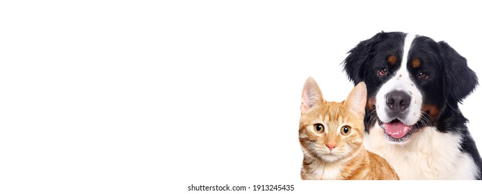 Beautiful Cat And Dog In Front A White Background