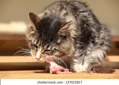 Beautiful Cat Eating Fresh Meat Outside