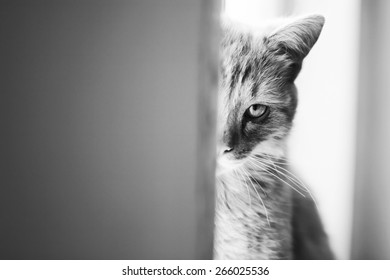 Beautiful cat. Emotional portrait of pet on windowsill. Black and white photo