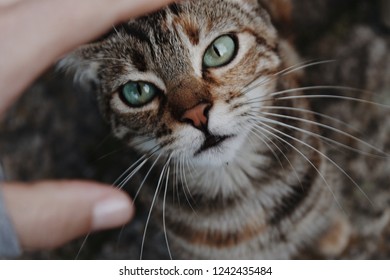 Beautiful cat eyes