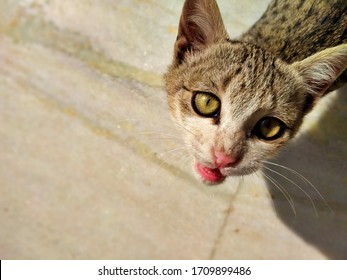 Beautiful Cat Face Close Up, Brown Kitten Cat, Beautiful Eyes, Cat on the marble floor.