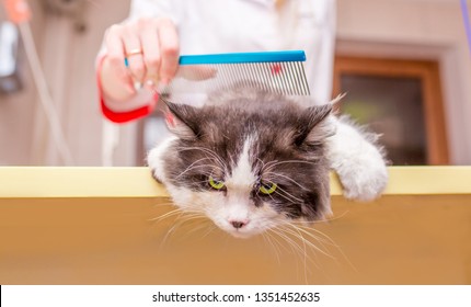 Cat Grooming Hair Stock Photos Images Photography Shutterstock