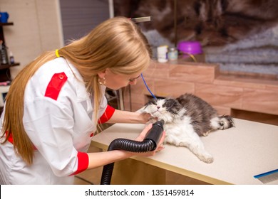 Cat Grooming Hair Stock Photos Images Photography Shutterstock