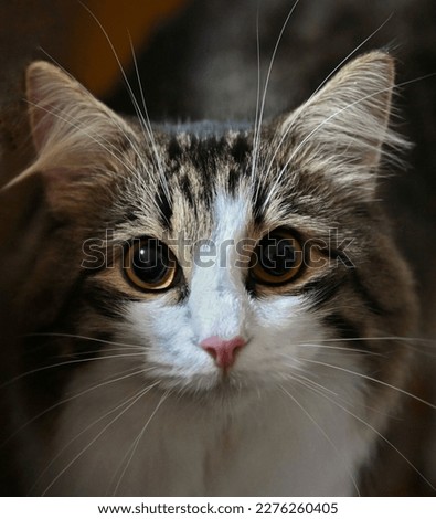 Similar – Cat sitting in a cat bed on a couch