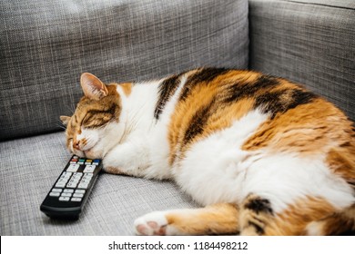 Beautiful Cat Having Sweet Dreams While Sleeping With Ther Head On A Tv Dvd Dvr Vhs Remote Control On A Sofa