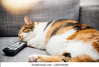 Beautiful Cat Having Sweet Dreams While Sleeping With Ther Head On A Tv Dvd Dvr Vhs Remote Control On A Sofa