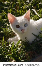 A Beautiful Cat With Heterochromia Iridum