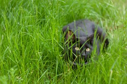 Beautiful Cat Hiding In The Grass On The Field