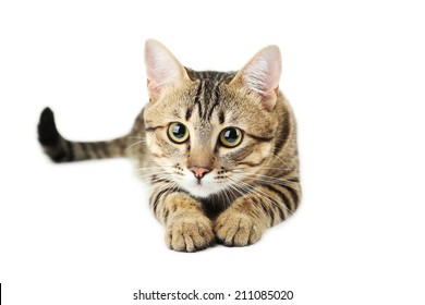 Beautiful Cat Isolated On White