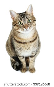 Beautiful cat isolated on a white