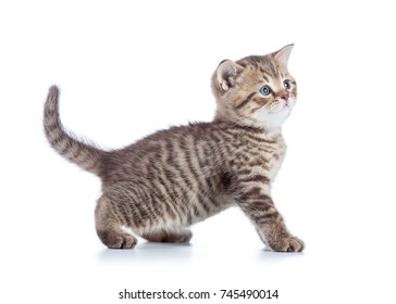 Beautiful cat kitten isolated on white background