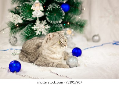 Beautiful cat lies near a Christmas tree with Christmas toys