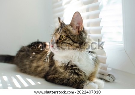 A beautiful cat lies on a window with blinds in the rays of sunlight.