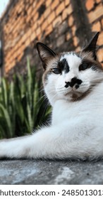 Beautiful cat looking at the camera