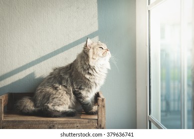 Beautiful Cat Looking Out Through A Window,vintage Filter