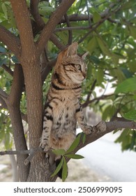 Beautiful Cat Looking at Something While Standing at Tree