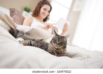 Beautiful Cat Lying On Bed, Woman Using A Tablet On Background
