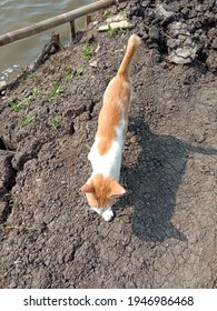 a beautiful cat in Muara Gembong Indonesia  - Shutterstock ID 1946986468