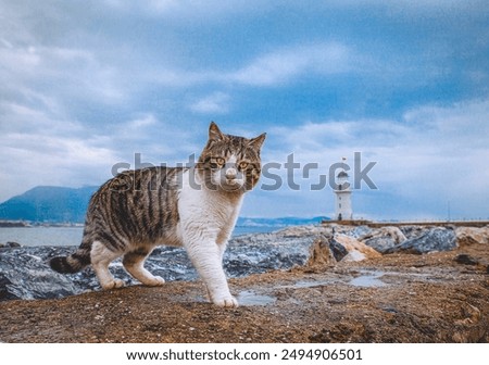 A beautiful cat on a lighthouse and dramatic sky looks into the camera