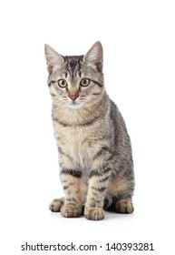 Beautiful cat on white background.