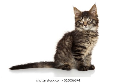 839,184 Kitty white Images, Stock Photos & Vectors | Shutterstock