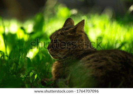 Similar – A shady resting place, cat in the grass