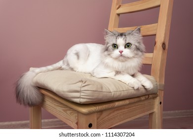 Beautiful cat portrait posing on chair