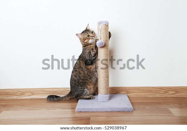 Beautiful cat with the\
scratching post